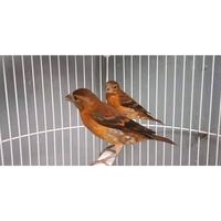 Gambar Mule anak hybrid Silangan Red Siskin X kenari Blackred dari agatha_on undefined 1 Tokopedia
