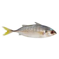 Gambar IKAN FRESH KEMBUNG COMO 450 GR dari Hypermart Gresik Mall undefined 1 Tokopedia