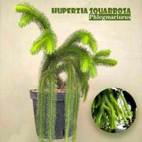Gambar Tanaman Huperzia Squarrosa (Tassel Ferns) dari tokobibit.id undefined 1 Tokopedia
