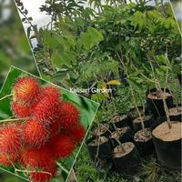 Gambar Bibit Pohon Buah Rambutan Tinggi 1 Meter Up Batang Besar Siap Berbunga - Rambutan Binjai, 1 Meter Up dari KALISARI GARDEN undefined 1 Tokopedia