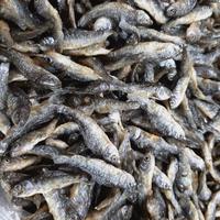 Gambar Ikan Bilis Padang Asli Danau Singkarak 1Kg dari Meat Guy undefined 1 Tokopedia