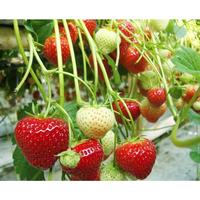 Gambar Paket Bibit Tanaman Strawberry Mencir Varietas Dataran Rendah Gagang dari tiknojaya undefined 2 Tokopedia