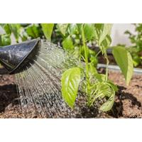 Gambar GEMBOR EMRAT PENYIRAM TANAMAN MERK SWAN KAPASITAS 10 LITER dari JayaFarm. undefined 2 Tokopedia