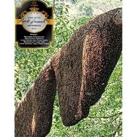 Gambar Madu Hutan Liar Murni Asli Al Jannah (Sialang) Multiflora Odeng Tawon dari FreshFlavors Emporium undefined 3 Tokopedia