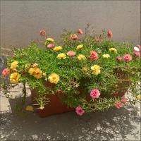 Gambar 2 Benih Bunga Krokot Mossrose Import Bibit Bunga Krokot Merah dari Toko Mekar Tumbuh undefined 4 Tokopedia