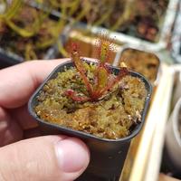 Gambar Biji/Benih/Seed Drosera Capensis (Tanaman Karnivora/ Pemakan Serangga) dari Toko Mekar Tumbuh undefined 4 Tokopedia