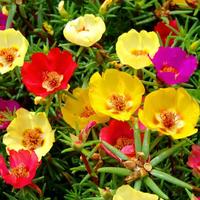 Gambar 2 Benih Bunga Krokot Mossrose Import Bibit Bunga Krokot Merah dari Toko Mekar Tumbuh undefined 2 Tokopedia