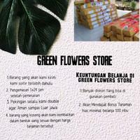 Gambar Tanaman Hias Bakung Amarilis Bunga Pink Line/Pohon Bakung Amarilis dari Kazaryy Flowers undefined 4 Tokopedia