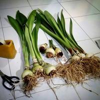 Gambar Tanaman Hias Bakung Amarilis Bunga Pink Line/Pohon Bakung Amarilis dari Kazaryy Flowers undefined 3 Tokopedia