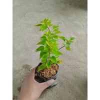 Gambar Tanaman hias bugenvil bunga kertas tanaman hidup ID golden hawai dari Kazaryy Flowers undefined 3 Tokopedia