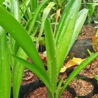Gambar Tanaman Hias Bakung Amarilis Bunga Pink Line/Pohon Bakung Amarilis dari Kazaryy Flowers undefined 2 Tokopedia