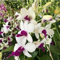 Gambar Anggrek Dendrobium Won Leng - Tanaman hias hidup - Bunga hidup - Remaja dari Kazaryy Flowers undefined 1 Tokopedia