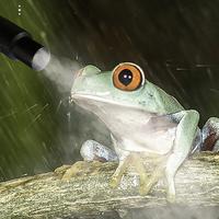 Gambar Mist Fogger Lizard Tortoise Herps Pet Supplies Accessories Reptile dari Jayamart Store undefined 3 Tokopedia