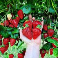Gambar Bibit Stroberi Strawberry Rasa Manis dari juragan farming undefined 2 Tokopedia