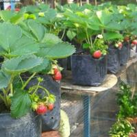 Gambar Bibit Stroberi Strawberry Rasa Manis dari juragan farming undefined 3 Tokopedia
