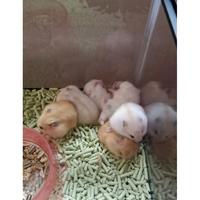 Gambar CLUMPET BEDDING ALAS KANDANG HAMSTER - MIX COLOUR dari @ALIA undefined 3 Tokopedia