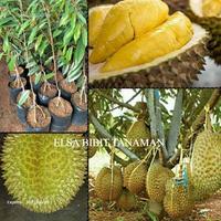 Gambar BIBIT DURIAN MONTONG KAKI 3 OKULASI CEPAT BERBUAH (BISA DI TARUH POT) dari ELSA BIBIT TANAMAN undefined 1 Tokopedia