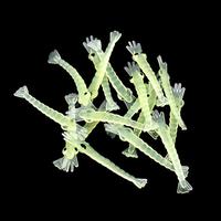 Gambar Umpan Pancing Udang Kecil Luminous Fishing Soft Lure Glow In Dark 4 cm - 20Pcs dari IDT4 undefined 4 Tokopedia