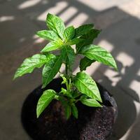 Gambar Bibit Cabe Jablay murah / tanaman cabai jablai cabay rawit pedas super dari Flowless.Shop undefined 2 Tokopedia