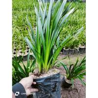 Gambar Tanaman hias anggrek cymbidium candy dari SAHABAT TANIE STORE undefined 4 Tokopedia