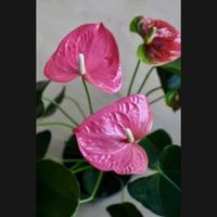 Gambar Tanaman hias anthurium bunga mickeymouse -purple joys dari SAHABAT TANIE STORE undefined 2 Tokopedia