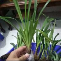 Gambar Tanaman hias anggrek cymbidium candy dari SAHABAT TANIE STORE undefined 2 Tokopedia