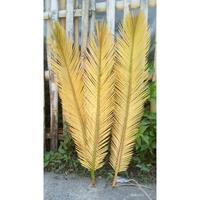 Gambar Daun Sikas Natural | Daun Palem Sikas Mawar Jambe | daun kering rustic dari edwinstire undefined 1 Tokopedia