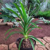 Gambar bibit tanaman daun pandan wangi dari Parayu@store undefined 1 Tokopedia