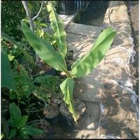 Gambar Bibit Tanaman Hidup Pisang Songgo Langit Atau Tongka Langit / Pisang dari shops biya undefined 5 Tokopedia