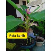 Gambar Bibit Tanaman Hidup Pisang Songgo Langit Atau Tongka Langit / Pisang dari shops biya undefined 3 Tokopedia