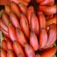 Gambar Yready Pisang Merah Super Unul dari yahijanasa undefined 2 Tokopedia