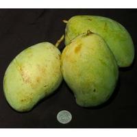Gambar Mangga Indramayu mengkel super fresh dari HARTATI Online Store_NEW undefined 2 Tokopedia