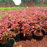 Gambar Tanaman Hias Krokot Merah, Rumput Krokot Merah dari Lavanus undefined 1 Tokopedia