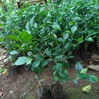 Gambar Tanaman Hias Pagar - 100 Pcs - Tetean - Tetehan - Tanaman Pagar- Murah dari Deden Sertasw undefined 1 Tokopedia