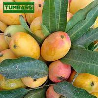 Gambar Tumbaso Buah Mangga Podang Fresh 1kg asli Kediri dari CV Makuna undefined 1 Tokopedia