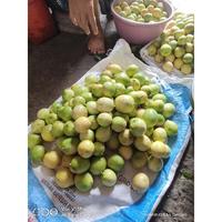 Gambar Jeruk lemon lokal tanpa biji fresh 1kg dari CV Makuna undefined 1 Tokopedia