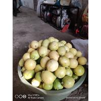 Gambar Jeruk lemon lokal tanpa biji fresh 1kg dari CV Makuna undefined 4 Tokopedia