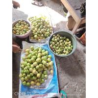 Gambar Jeruk lemon lokal tanpa biji fresh 1kg dari CV Makuna undefined 3 Tokopedia