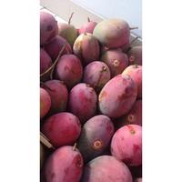 Gambar Mangga Garifta Segar Fresh Pasuruan Jawa Timur Per Kg dari CV Makuna undefined 3 Tokopedia