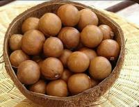 Gambar Bibit Tanaman Kacang Macadamia dari Lapaktani undefined 3 Tokopedia