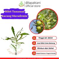 Gambar Bibit Tanaman Kacang Macadamia dari Lapaktani undefined 1 Tokopedia