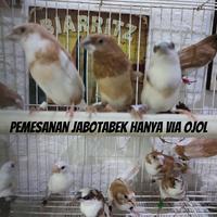 Gambar Burung Emprit Jepang Bondol Jepang Anakan Harga per Pcs. Random War dari Ahza Aludra undefined 4 Tokopedia