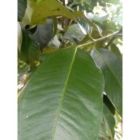 Gambar DAUN MANGGIS / DAUN MANGGU SEGAR/ KERING 500 GRAM dari KEBONSIEMA undefined 1 Tokopedia