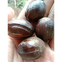 Gambar Terbaik buah pala kering per biji dari Ngocorgolontor undefined 1 Tokopedia