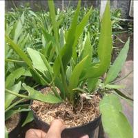 Gambar PROMO!!! tanaman wijaya kusuma gantung wijayakusuma dari plant21 undefined 4 Tokopedia