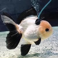 Gambar ORIGINAL ORANDA PANDA GOLDFISH mas koki top quality [ Hitam Putih ] - XXS dari localpride27 undefined 2 Tokopedia