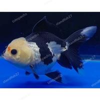 Gambar ikan mas koki oranda panda burayak jumbo induk juara kontes - 8-10cm dari standfish27 undefined 1 Tokopedia