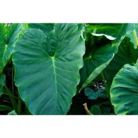 Gambar Daun talas segar / talas beneng / talas busil dari Syahputra Nusantara undefined 3 Tokopedia