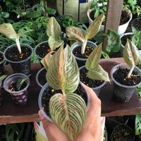Gambar ss baby aglonema golden hope / bibit aglonema golden hope anakan 1-3 dari Ummu Garden undefined 1 Tokopedia