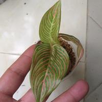 Gambar ss baby aglonema golden hope / bibit aglonema golden hope anakan 1-3 dari Ummu Garden undefined 2 Tokopedia
